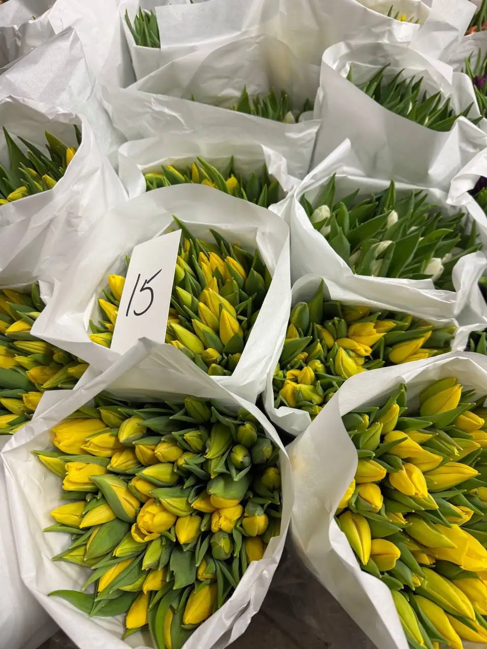Предзаказ тюльпанов к 8 марта - Цветы (Хобби и отдых) в Чебоксары