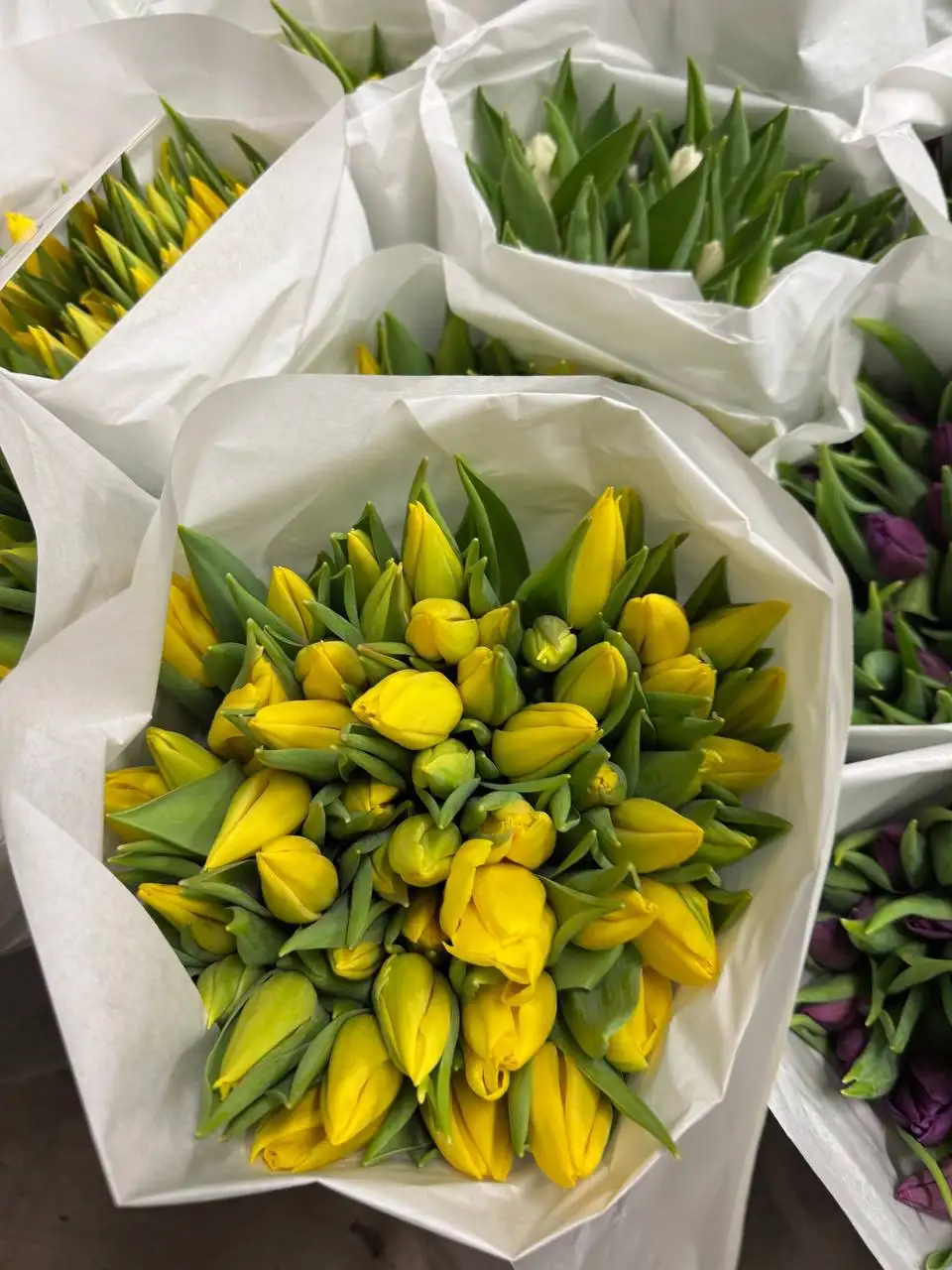 Предзаказ тюльпанов к 8 марта - Цветы (Хобби и отдых) в Чебоксары