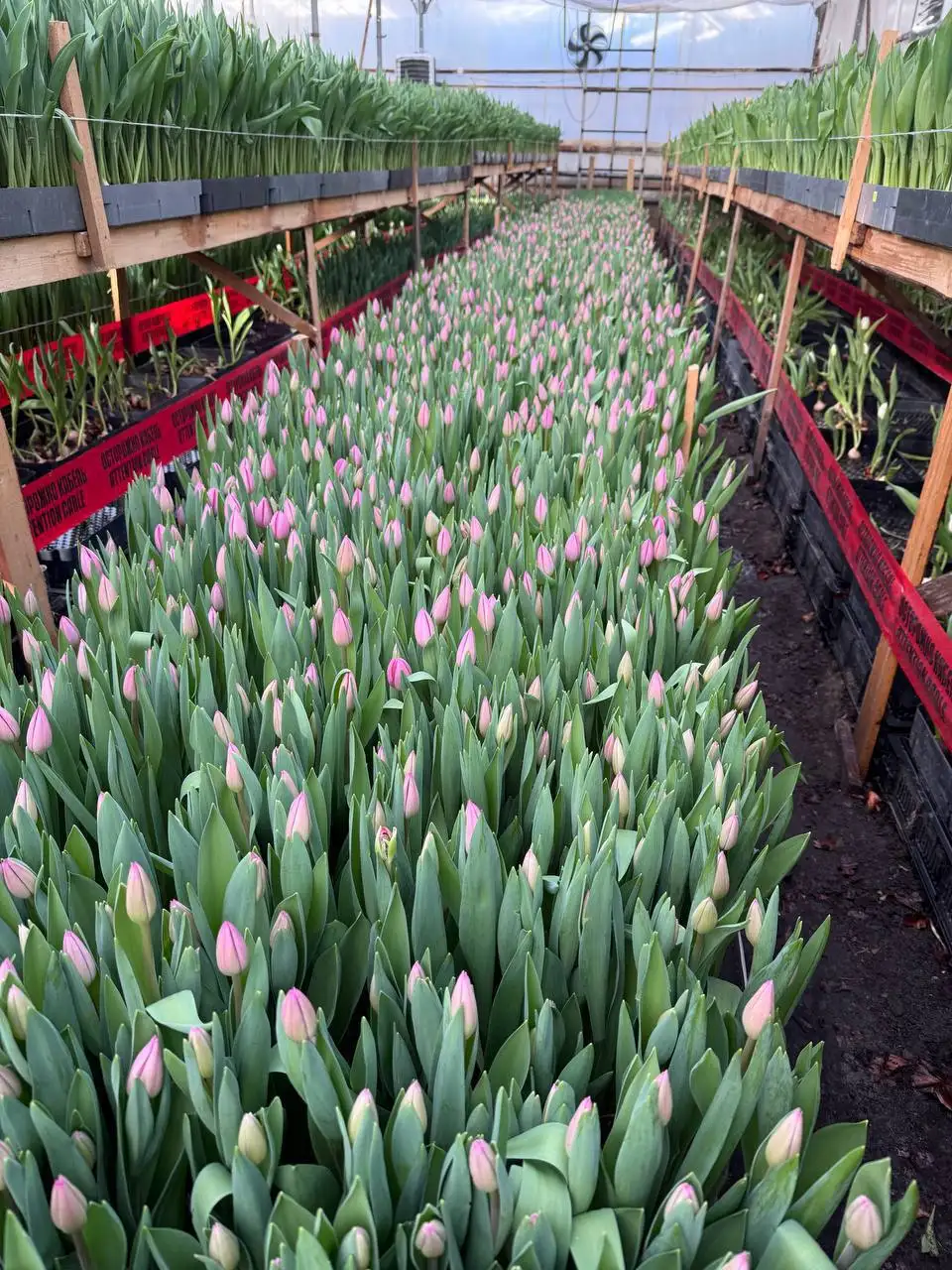 Предзаказ тюльпанов к 8 марта - Цветы (Хобби и отдых) в Чебоксары