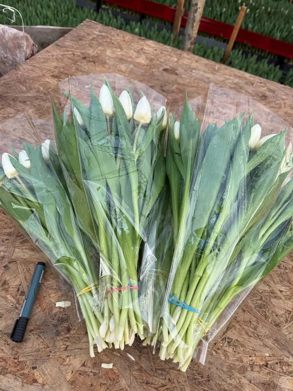 Предзаказ тюльпанов к 8 марта - Цветы (Хобби и отдых) в Чебоксары