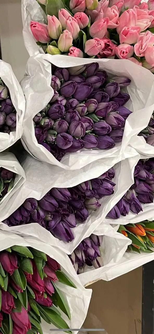 Предзаказ тюльпанов к 8 марта - Цветы (Барахолка) в Чебоксары