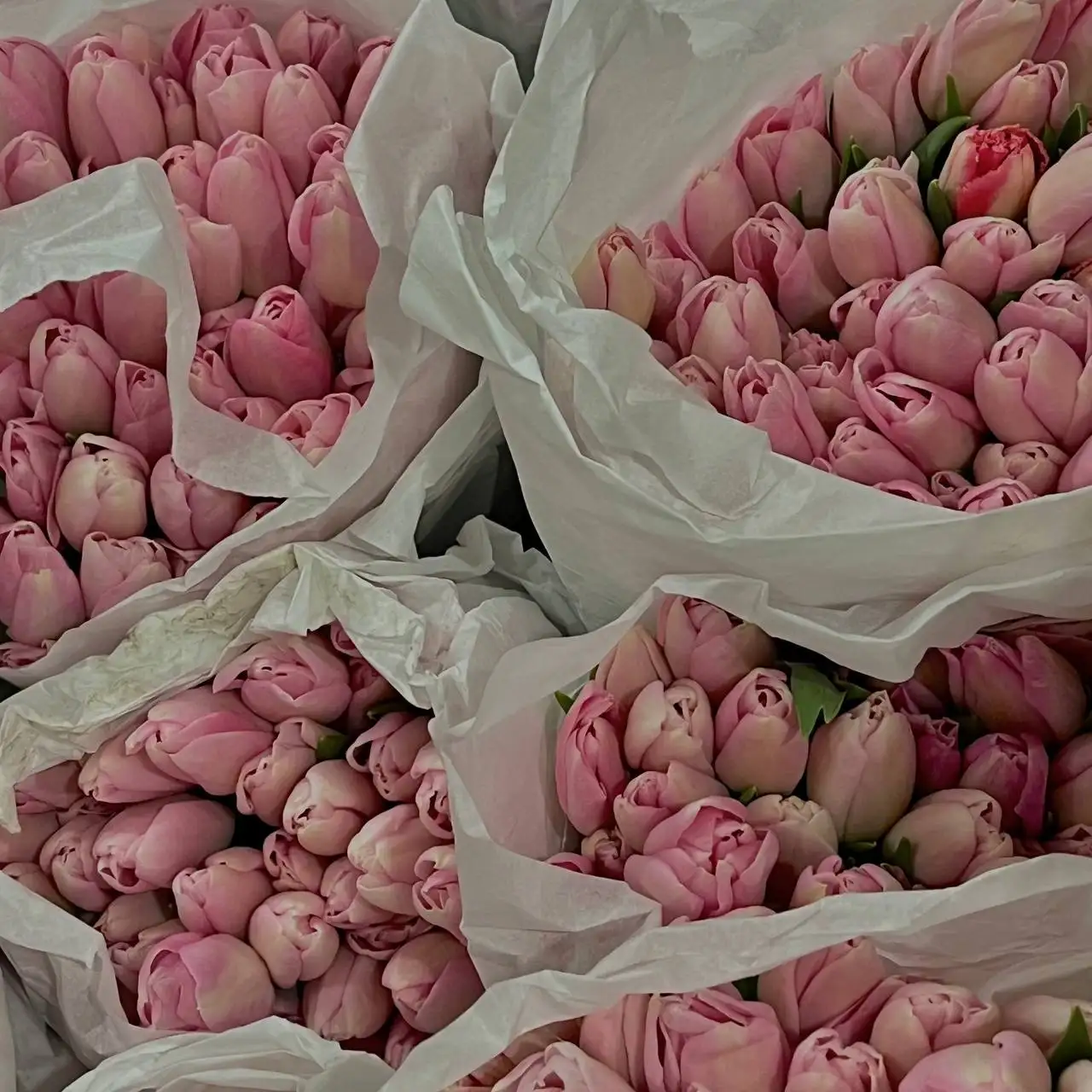 Предзаказ тюльпанов к 8 марта - Цветы (Барахолка) в Чебоксары