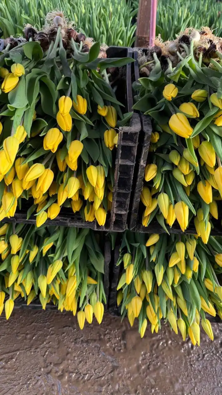 Предзаказ тюльпанов к 8 Марта - Цветы (Хобби и отдых) в Чебоксары