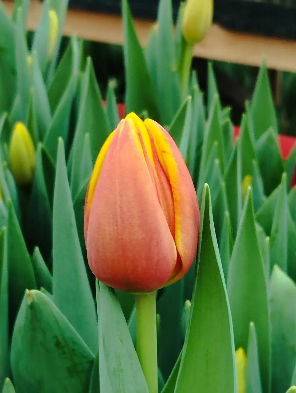 Предзаказ тюльпанов к 8 Марта - Цветы (Хобби и отдых) в Чебоксары