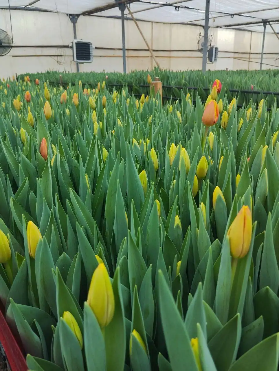 Предзаказ тюльпанов к 8 Марта - Цветы (Хобби и отдых) в Чебоксары