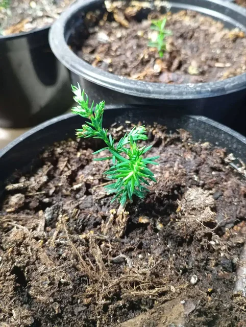 Продажа сеянцев туи с подарками - Ледянки в Чебоксары