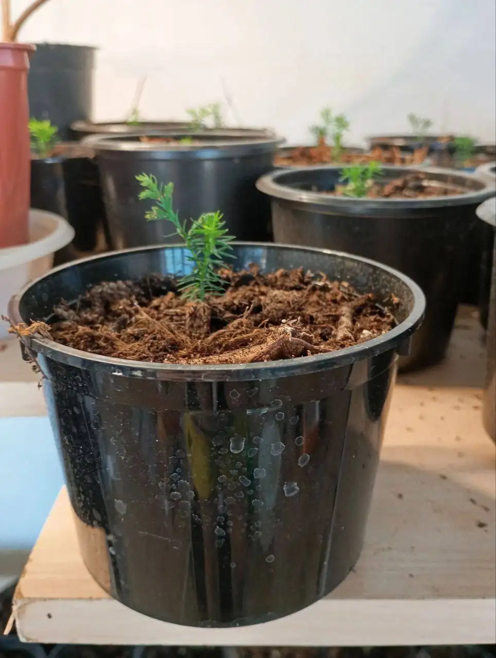 Продажа сеянцев туи с подарками - Саженцы растений (Хобби и отдых) в Чебоксары