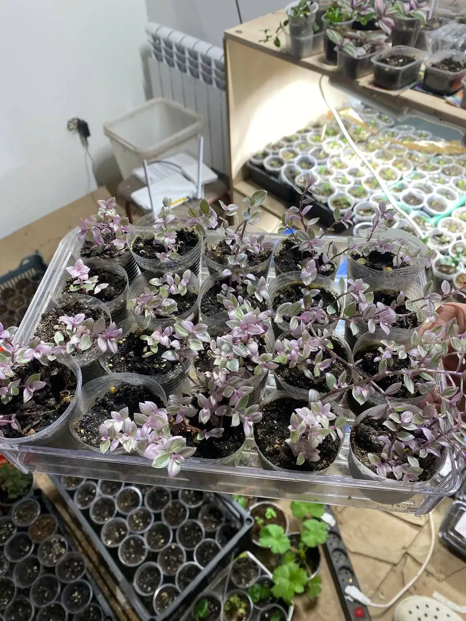 Продажа сеянцев туи с подарками - Саженцы растений (Хобби и отдых) в Чебоксары