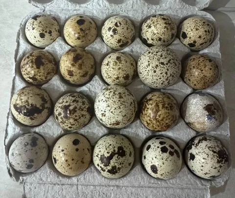 Перепелиные яйца 20 штук - частное объявление в Чебоксары