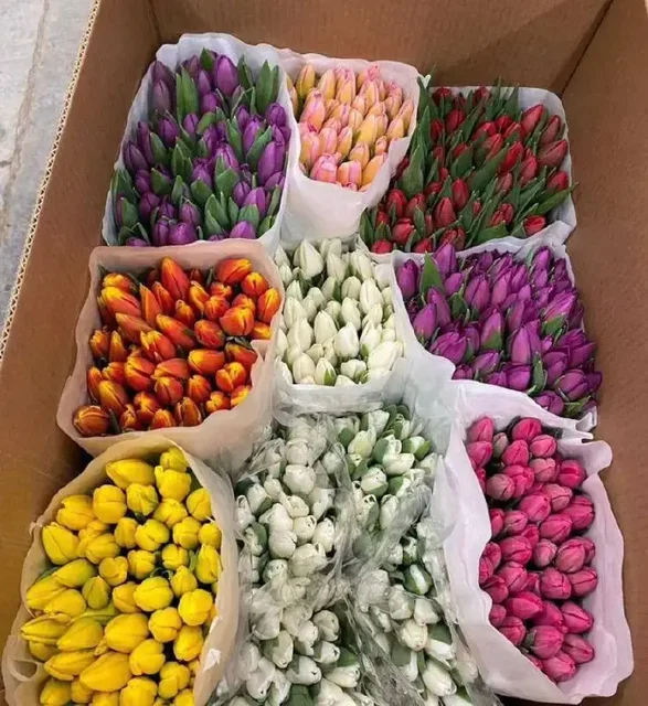 Свежие тюльпаны к 8 марта - Цветы в Чебоксары