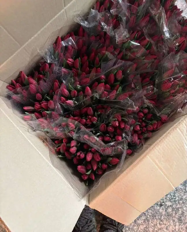 Свежие тюльпаны к 8 марта - Цветы (Барахолка) в Чебоксары