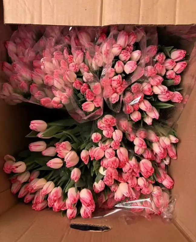 Свежие тюльпаны к 8 марта - Цветы (Барахолка) в Чебоксары
