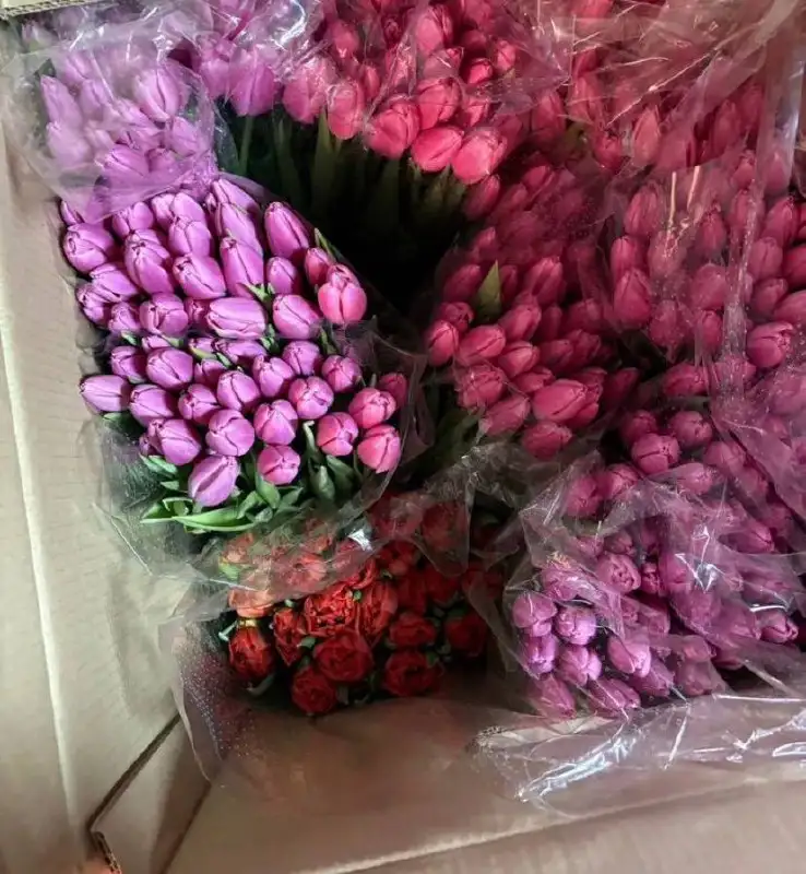 Свежие тюльпаны к 8 марта - Цветы (Барахолка) в Чебоксары