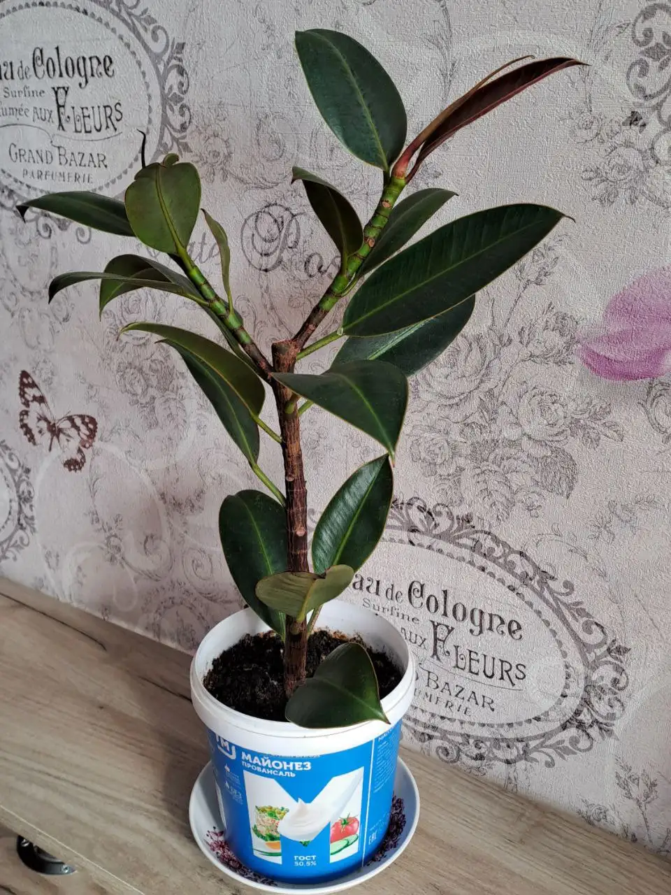 Продажа фикуса высотой 35 см - Растения (Барахолка) в Чебоксары