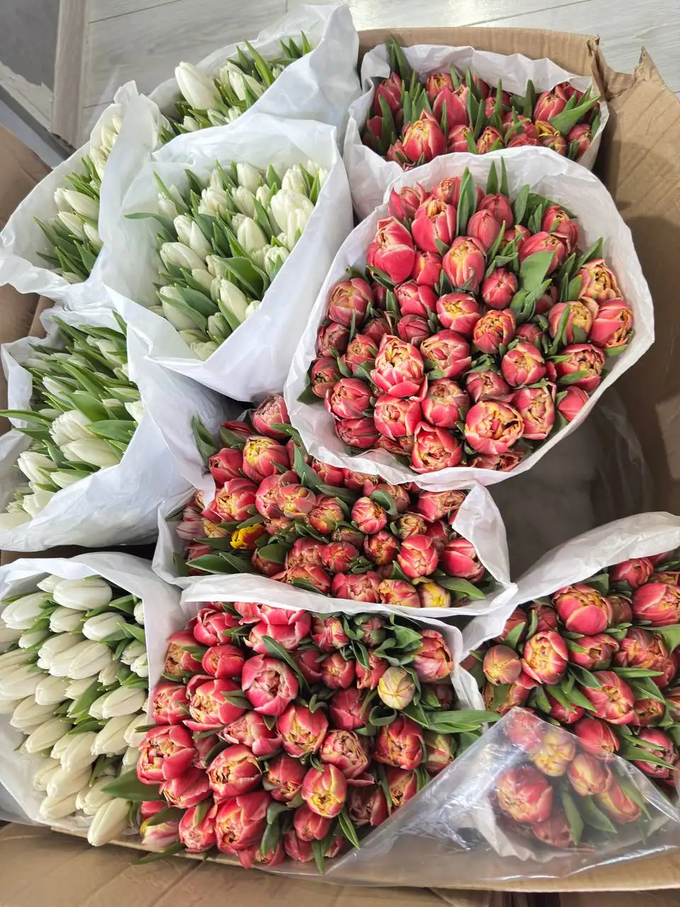 Продажа тюльпанов в Чебоксарах - Барахолка в Чебоксары