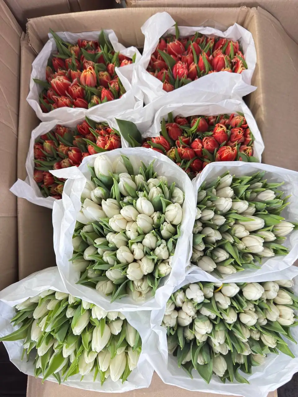 Продажа тюльпанов в Чебоксарах - Барахолка в Чебоксары