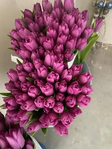 Тюльпаны в наличии - Парфюмерия в Чебоксары