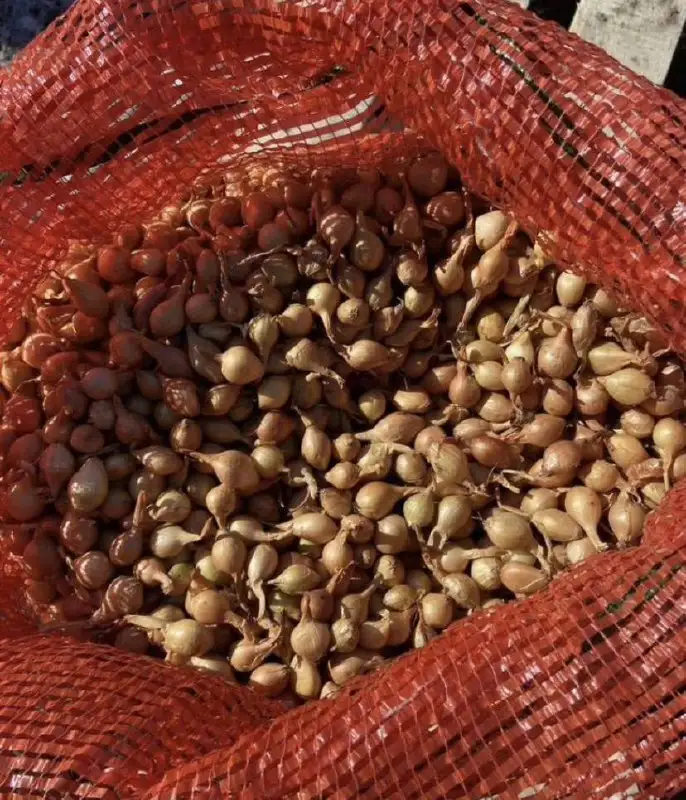 Продажа лука севка и семян лука чернушки - Сад и огород (Барахолка) в Чебоксары