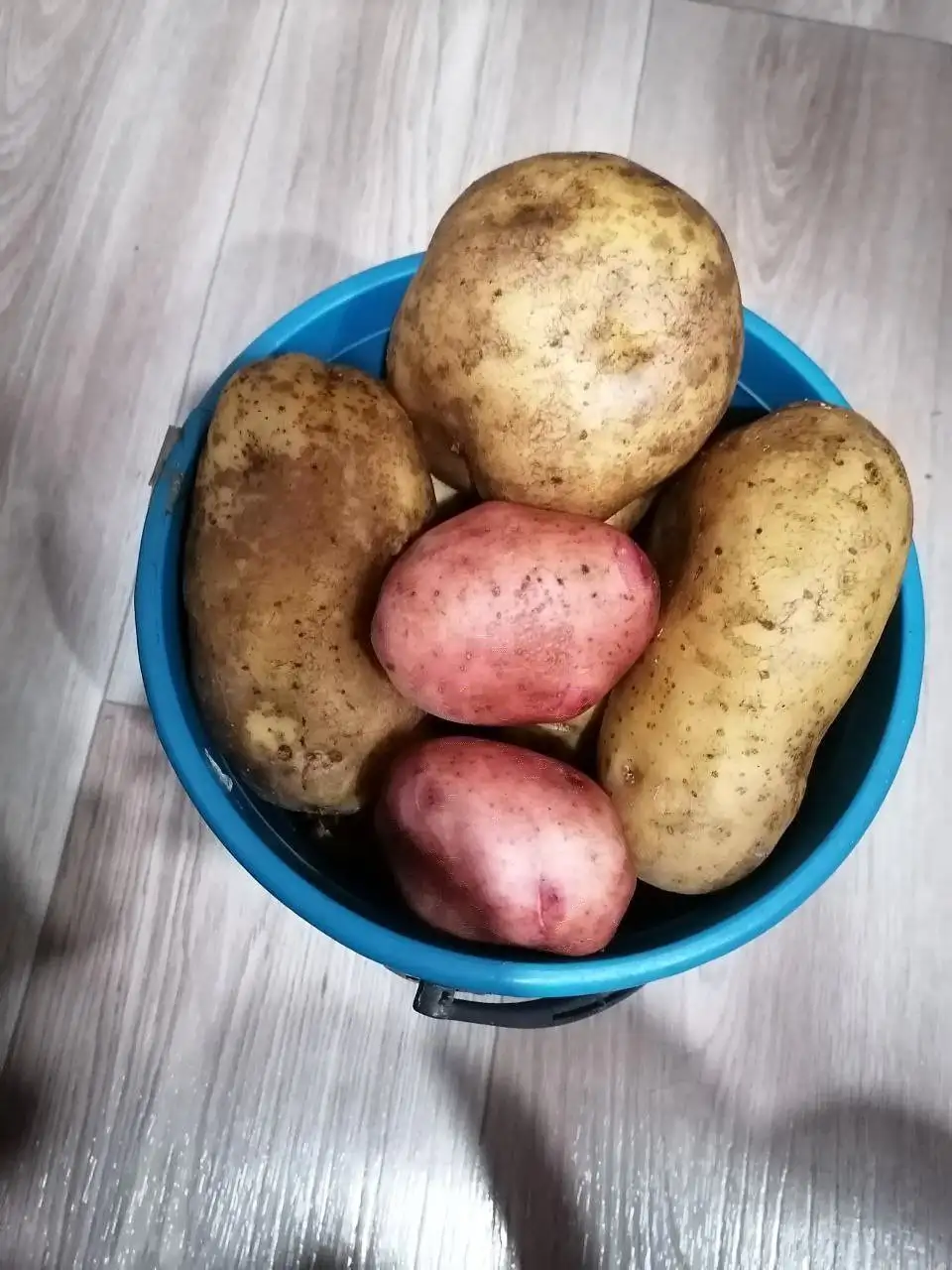 Продажа домашнего картофеля - Продукты питания (Барахолка) в Чебоксары