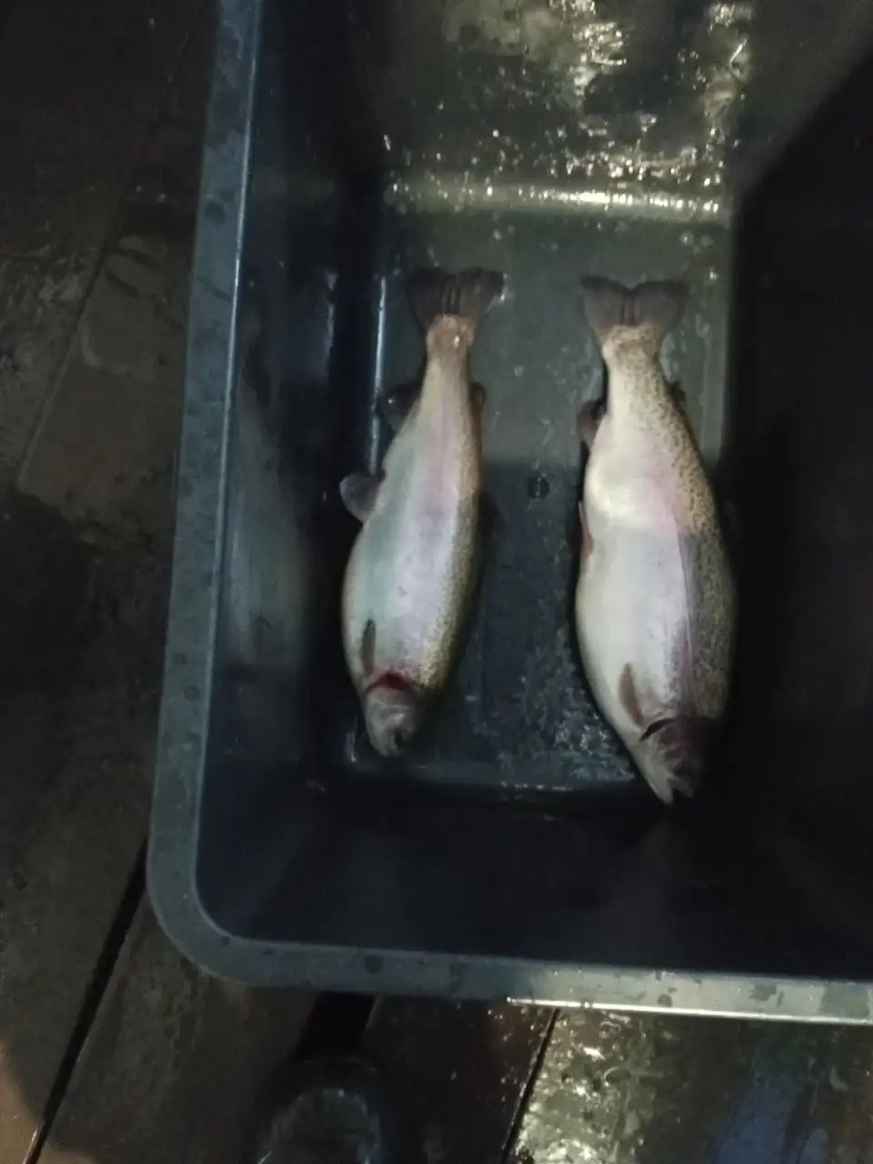 Предзаказ свежей форели с доставкой - Продукты питания (Барахолка) в Чебоксары