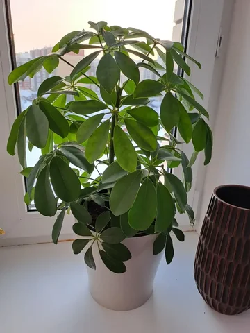 Шеффлера с горшком - Парфюмерия в Чебоксары