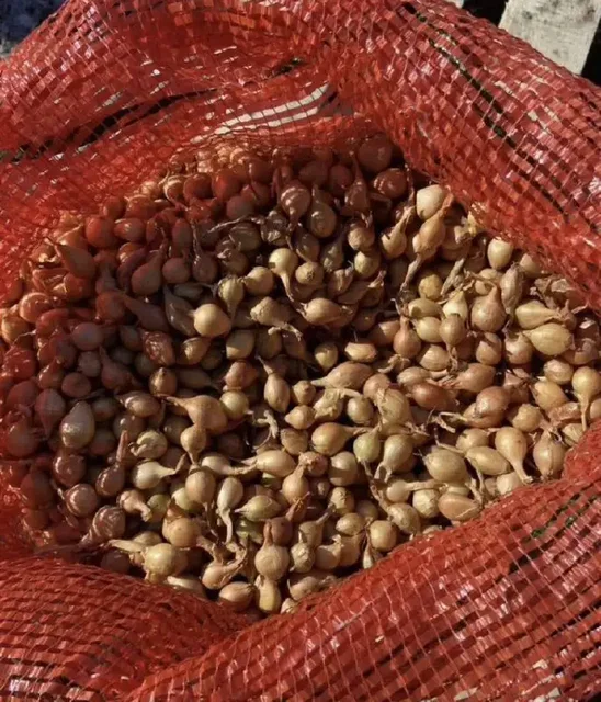 Продажа лука севка и семян лука чернушки - Спорттовары в Чебоксары