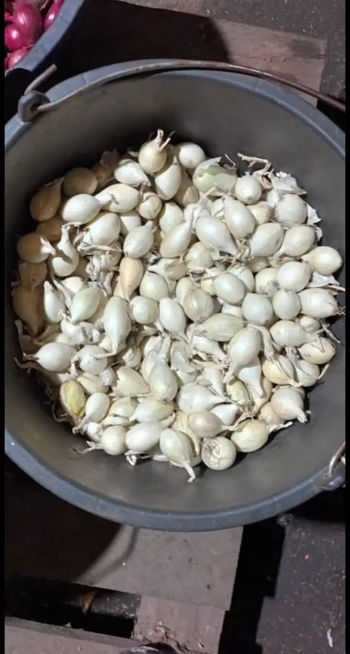 Продажа лука севка и семян лука чернушки - Сад и огород (Хобби и отдых) в Чебоксары