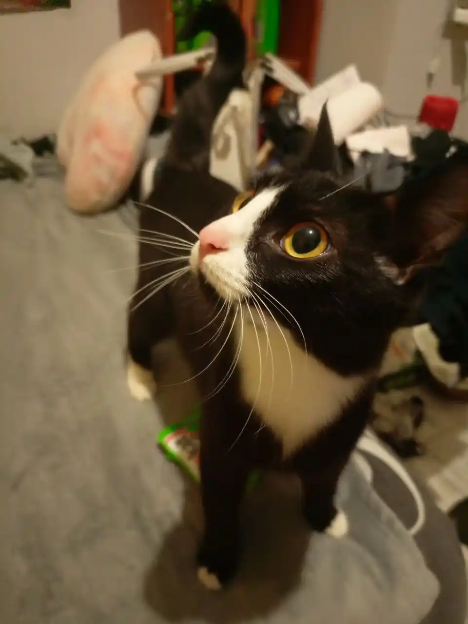 Ищем домик для кошки