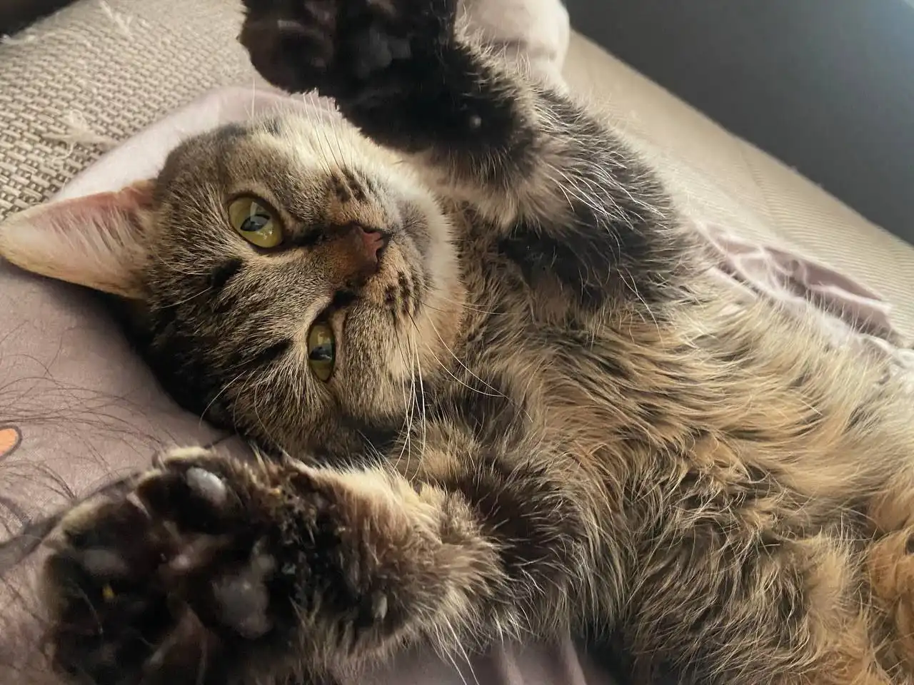 Маленькая кошка ищет дом