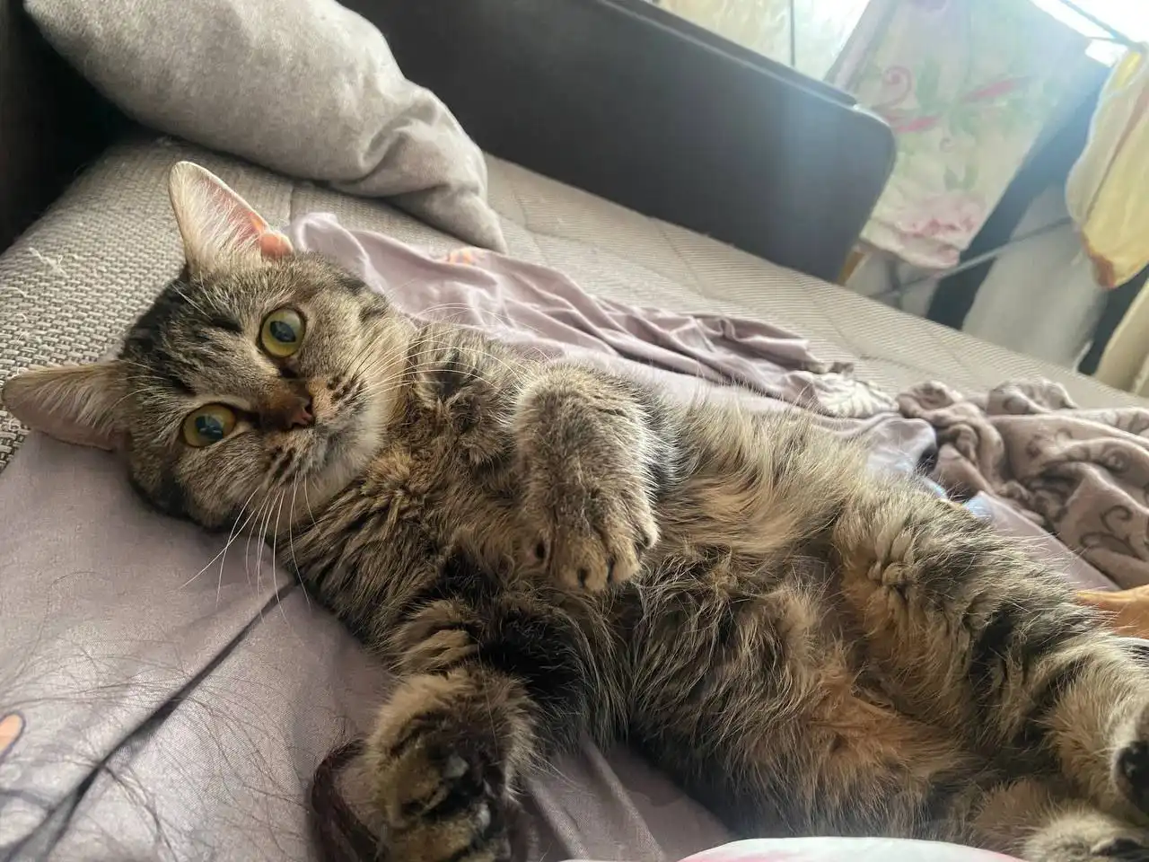 Маленькая кошка ищет дом