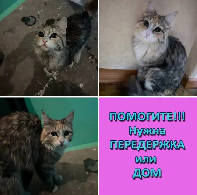 Срочная передержка для кошки в Мегионе