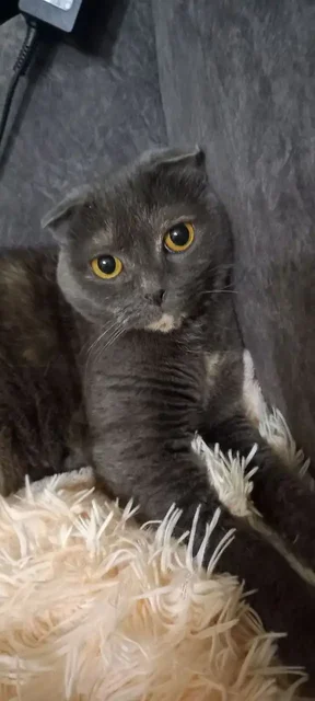 Отдается кошка Фрося в добрые руки - Животные в Нижневартовск