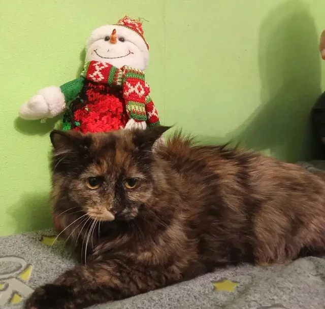 Кошечка 1-1,5 года ищет дом - Животные в Нижневартовск