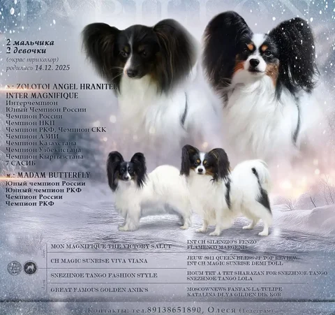 Продажа щенков от красивой пары - частное объявление в Нижневартовск