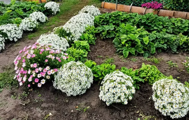 Семена астры Пиноккио и Бамбина - Садоводство в Ульяновск