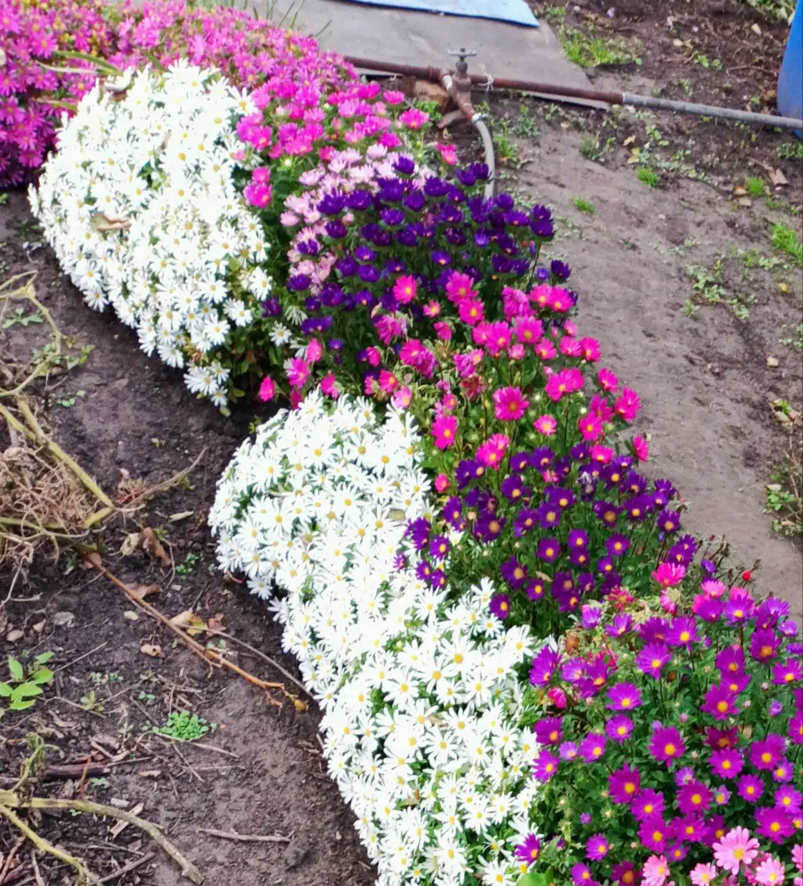 Семена астры Пиноккио и Бамбина - Садоводство (Хобби и отдых) в Ульяновск