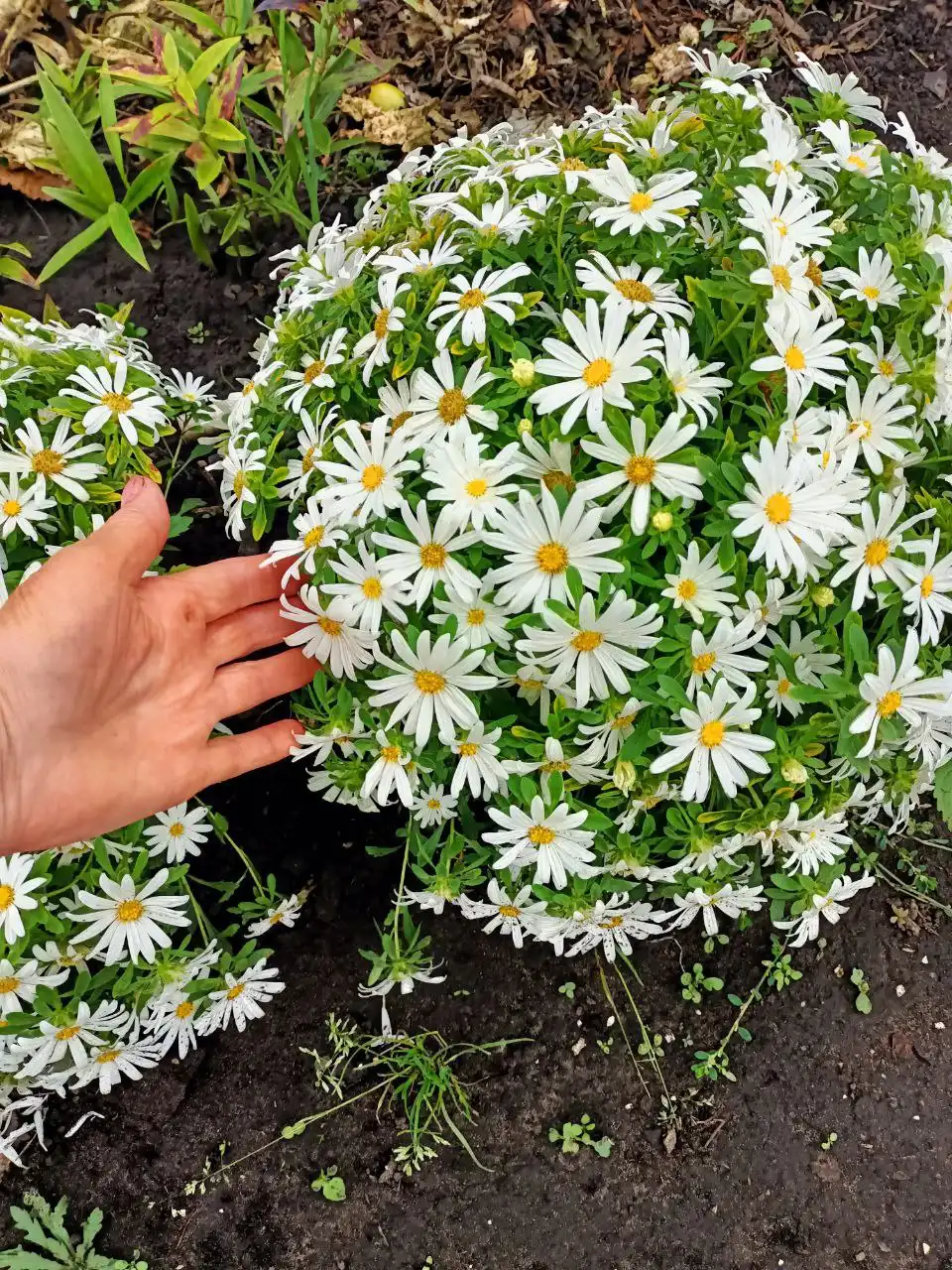 Семена астры Пиноккио и Бамбина - Садоводство (Хобби и отдых) в Ульяновск