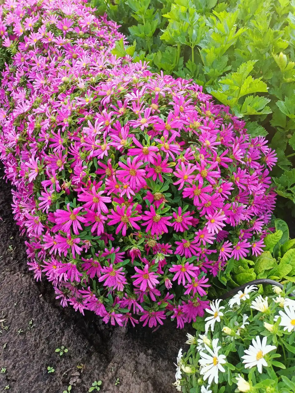 Семена астры Пиноккио и Бамбина - Садоводство (Хобби и отдых) в Ульяновск