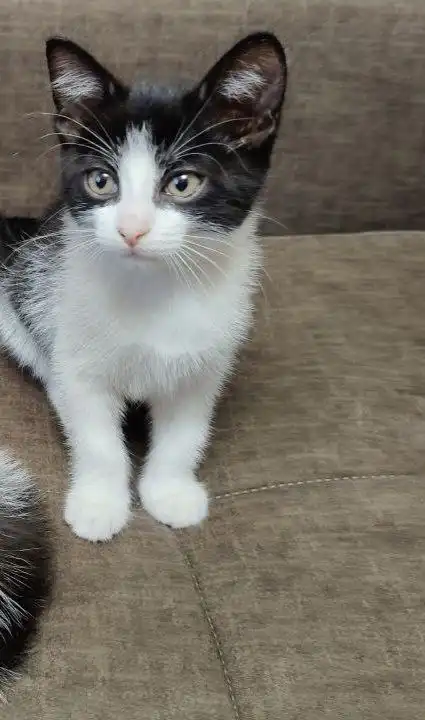 Котенок девочка ищет любящую семью - Кошки/Котята (Животные) в Нижневартовск