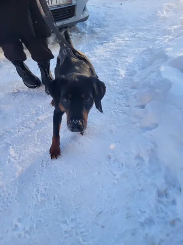 Ищет заботливые руки для собаки Германа - Собаки в Нижневартовск