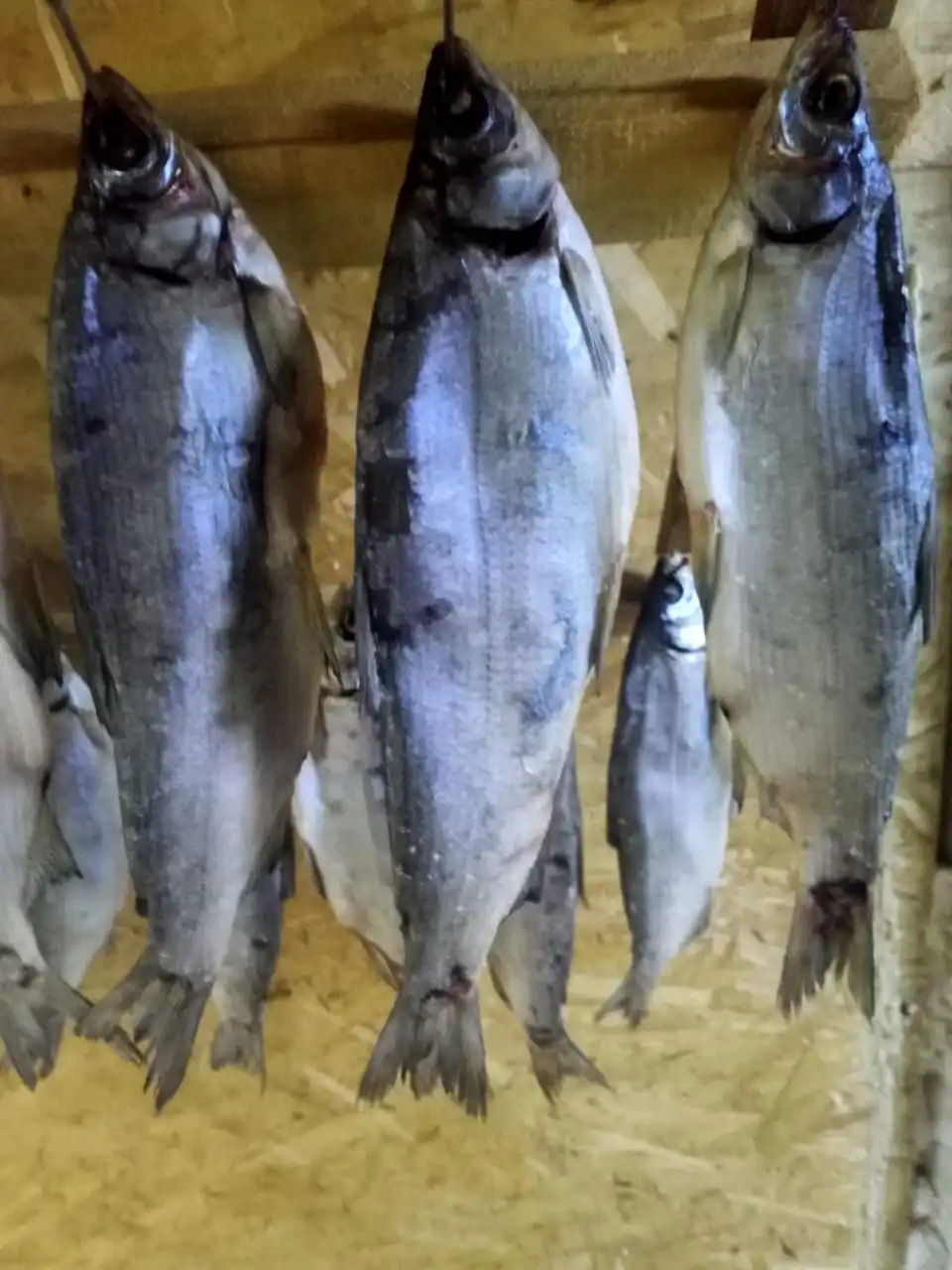 Продаётся вяленая пелядь с икрой - Продукты питания (Барахолка) в Нижневартовск