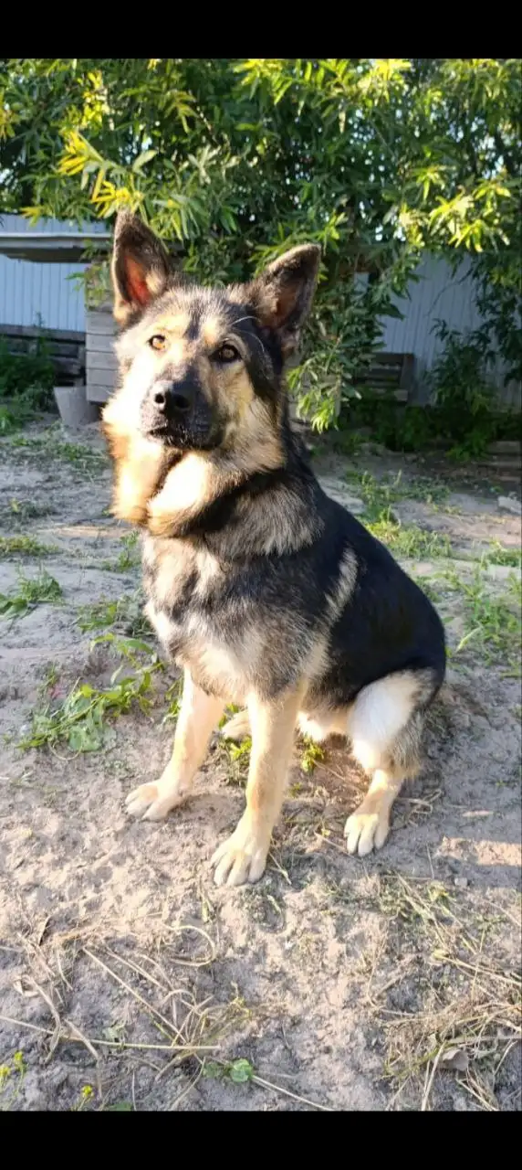 Метис овчарки ищет хозяев в Нижневартовске - Собаки (Животные) в Нижневартовск