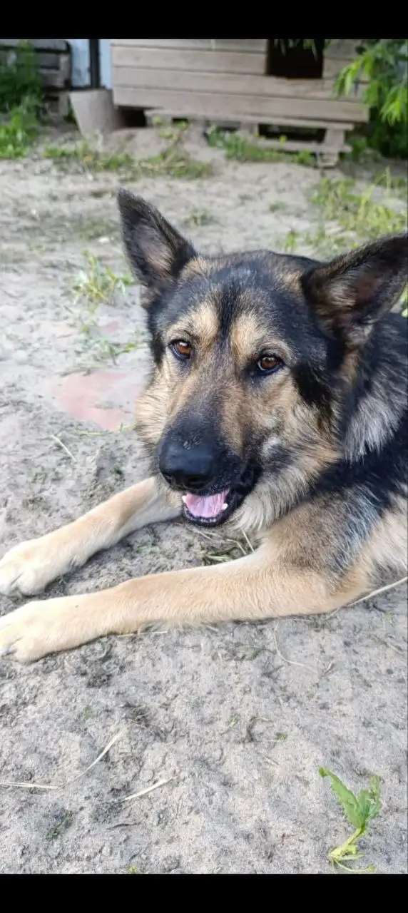 Метис овчарки ищет хозяев в Нижневартовске - Собаки (Животные) в Нижневартовск