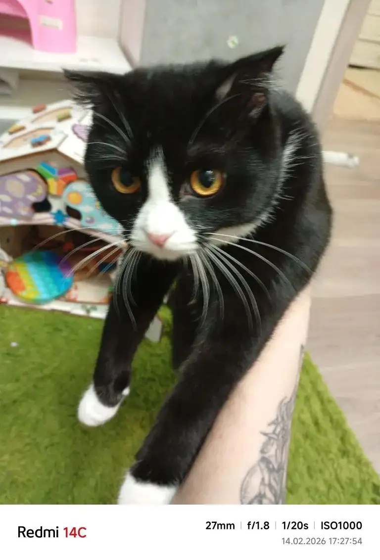 Котенок 7-8 месяцев, девочка, ласковая, игривая, пристройство - Кошки (Животные) в Нижневартовск