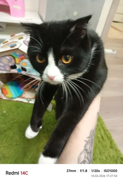 Котенок 7-8 месяцев, девочка, ласковая, игривая, пристройство - Собаки в Нижневартовск