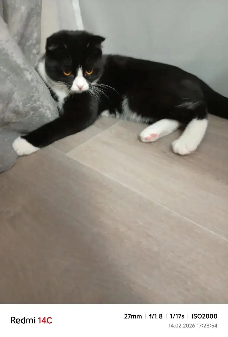 Котенок 7-8 месяцев, девочка, ласковая, игривая, пристройство - Кошки (Животные) в Нижневартовск