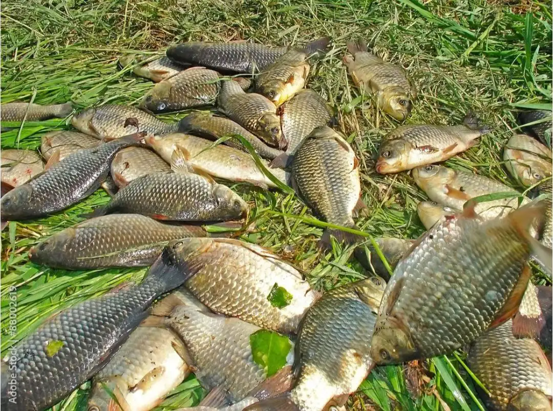 Карась свежий из Тобольска - Продукты питания (Барахолка) в Нижневартовск