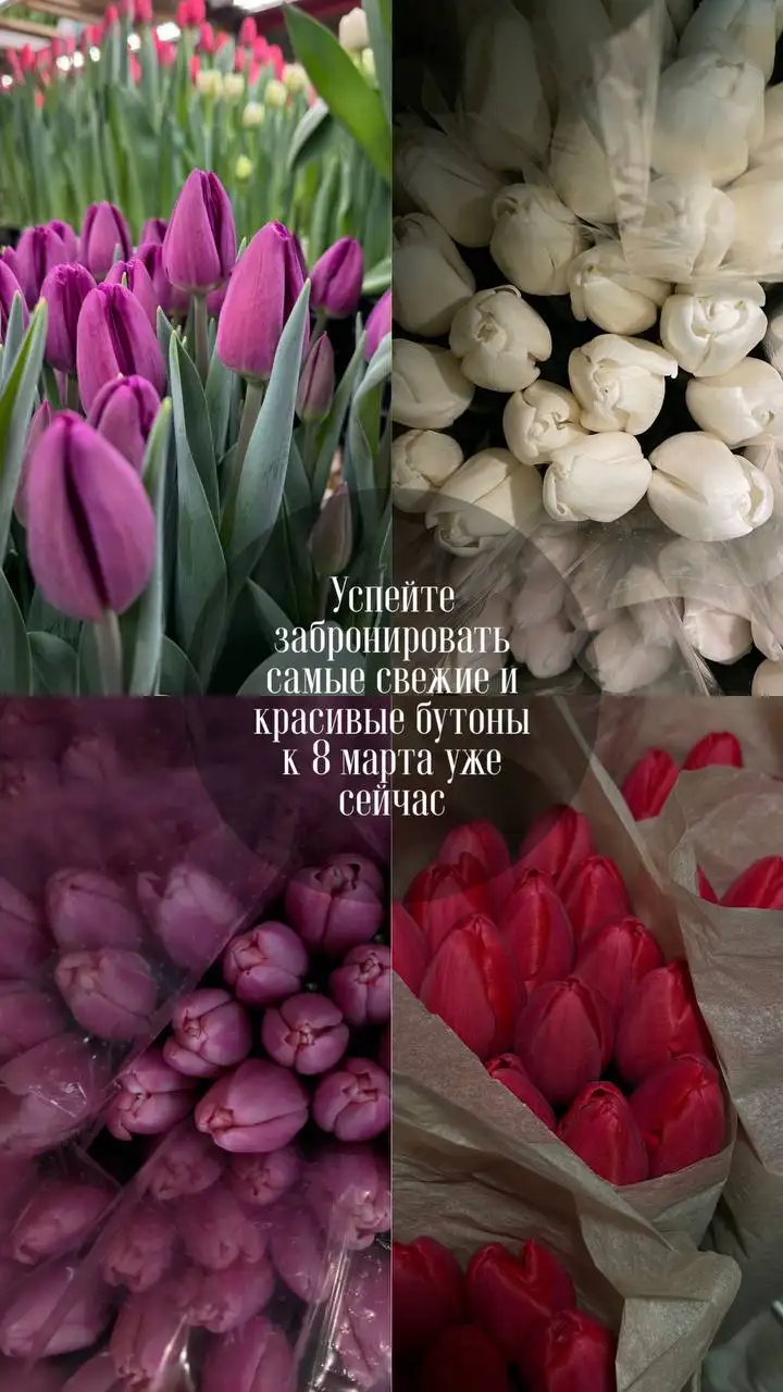 Предзаказ тюльпанов к 8 марта - Цветы (Барахолка) в Излучинск