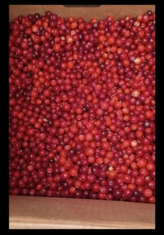 Продаётся клюква 5л - Кондитерские изделия в Нижневартовск