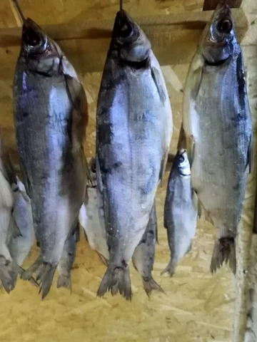 Продажа свежемороженой и вяленой рыбы, тушек бройлеров - Двери в Нижневартовск